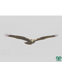 گونه سنقر تالابی Western Marsh Harrier